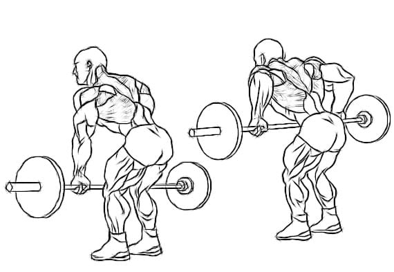 Bent over rows are the single most effective back building exercise in existence